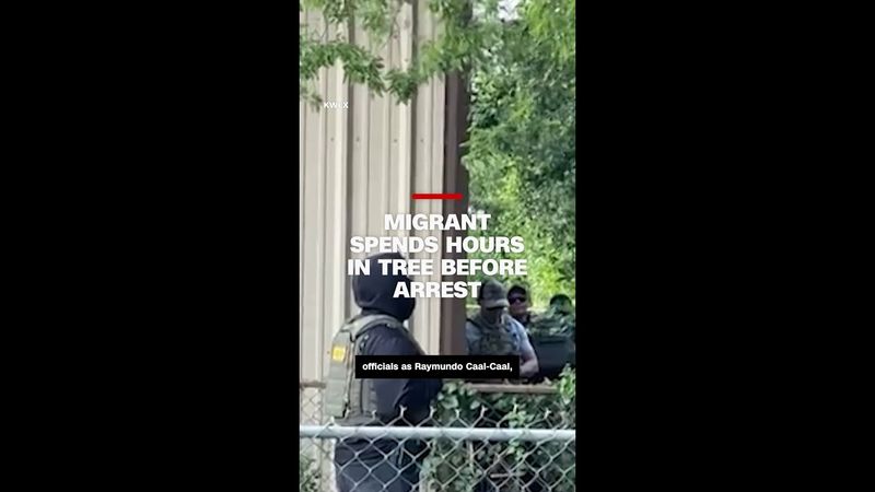 Migrant spends more than eight hours in a tree to avoid ICE arrest
