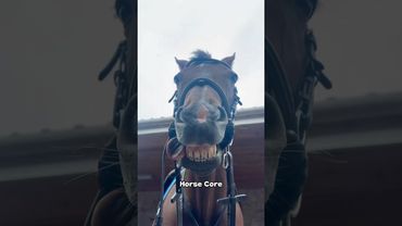 Ma Core❤️ #horse #horses#horsesoftiktok #fyp #foryou #foryoupage #fypシ #animal #pets #pov