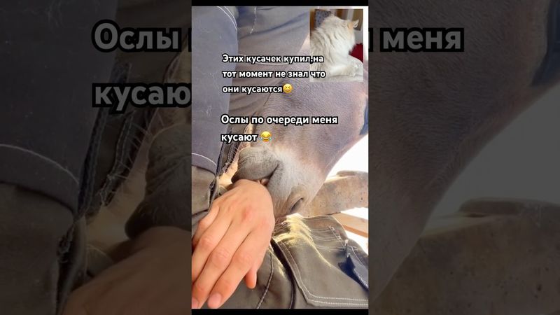 Мой кот в шоке от этих ослов #cat #shortvideo #shortvideo #short #shorts #животные #топ