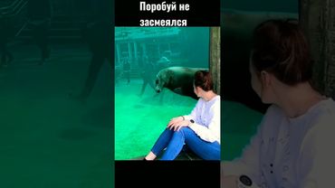 Смешные животные, до слез.