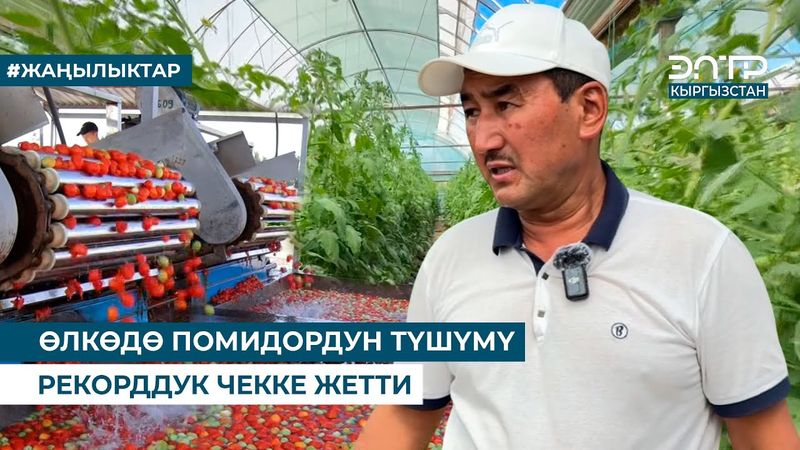 ӨЛКӨДӨ ПОМИДОРДУН ТҮШҮМҮ РЕКОРДДУК ЧЕККЕ ЖЕТТИ