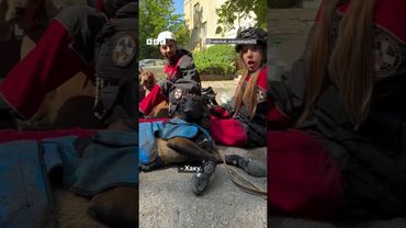 Собаки, які шукали людей під завалами після обстрілу 17 червня, відпочивають #shorts #київ #одеса