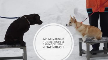 Догтренинг 715. Бурные, молодые, новые: корги, лабрадор, шпиц и папильон.