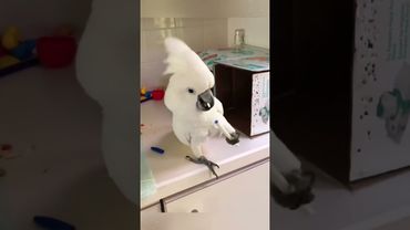 There is a cockatoo, and they are extremely noisy. 🦜#parrot #parrotsoftiktok #cockatoo