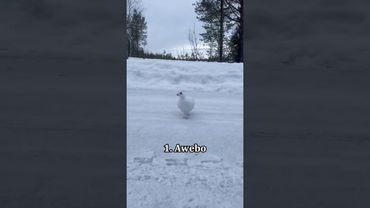 The craziest birds sounds🐤 #funny #animals #cute #birds #birdsounds #fyp #kiwi #hummingbird