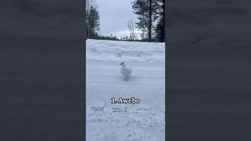 The craziest birds sounds🐤 #funny #animals #cute #birds #birdsounds #fyp #kiwi #hummingbird