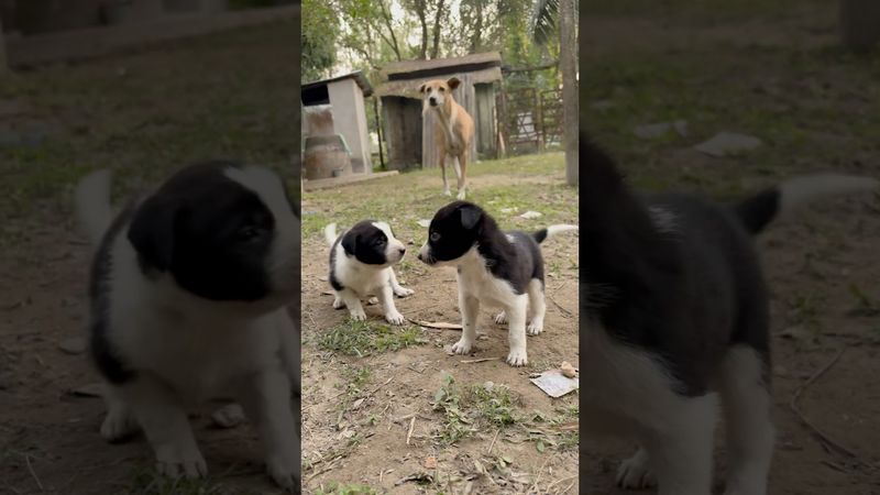 Cute puppy 🐶 | #reels #shorts #puppy #biroydas