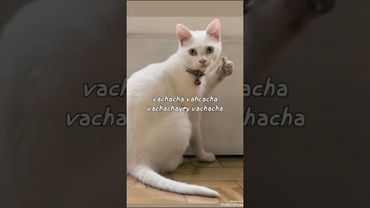 #cat #qashqirlarmakonipistirma #cute #funny #kitten #cutecat #memes #pets #funnycatshow obuna buling