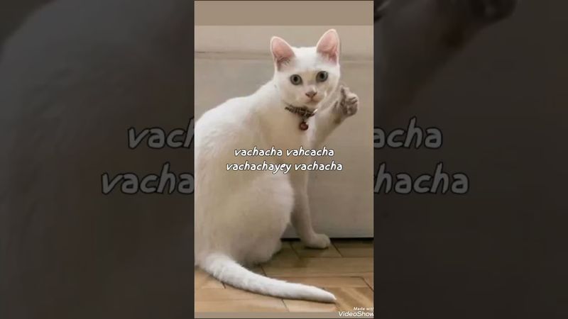 #cat #qashqirlarmakonipistirma #cute #funny #kitten #cutecat #memes #pets #funnycatshow obuna buling