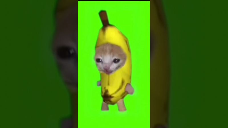 Banana cat running green screen [ Crying banana cat meme template ] 100% free green screen. #shorts