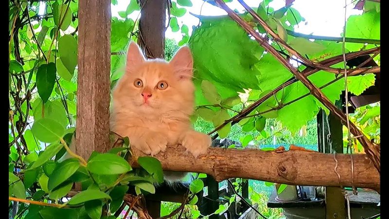 #Славянск. 21 августа 2025г. Вечер.