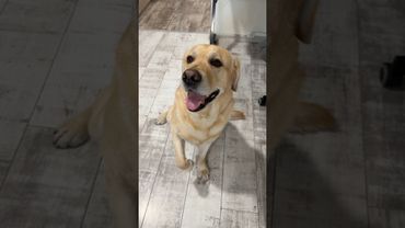 Cachorro manhoso😏