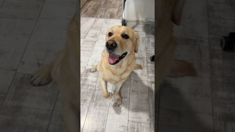 Cachorro manhoso😏