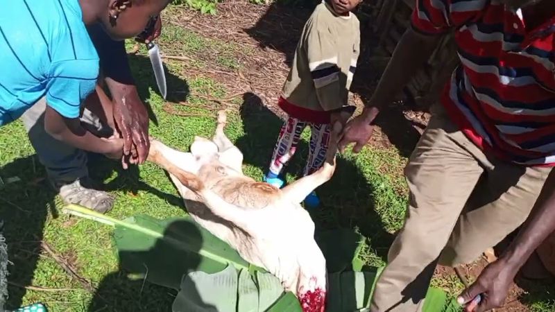 Goat Slaughtering in Africa Raw unedited