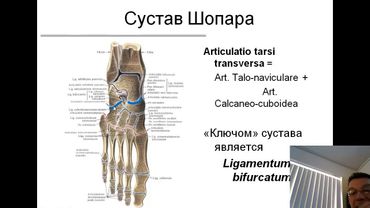 Строение и развитие поясов и конечностей