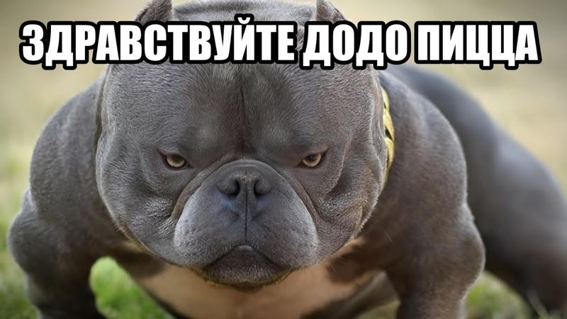 ЗДРАВСТВУЙТЕ ДОДО ПИЦЦА