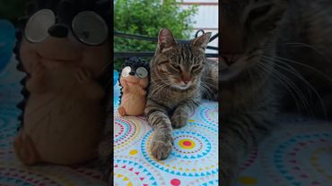 Беспомощная 😺🙀😉🤣 #cat #кот #юмор #котушка #приколы #цитаты #смех