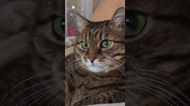 Странное дело 🙀🤔😉🤣 #cat #кот #юмор #котушка #приколы #funny #цитаты