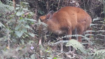 Kakar or Barking Deer of the Himalaya, as it gambols and feeds by wildfilmsindia stream at Motidhar