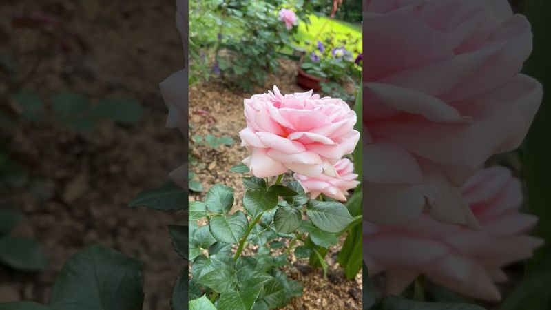 Роза Афродита. Шикарная Богиня!!!💕