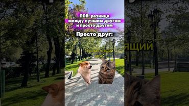 Жиза?🤣 #котята #мемы #жиза #шортс