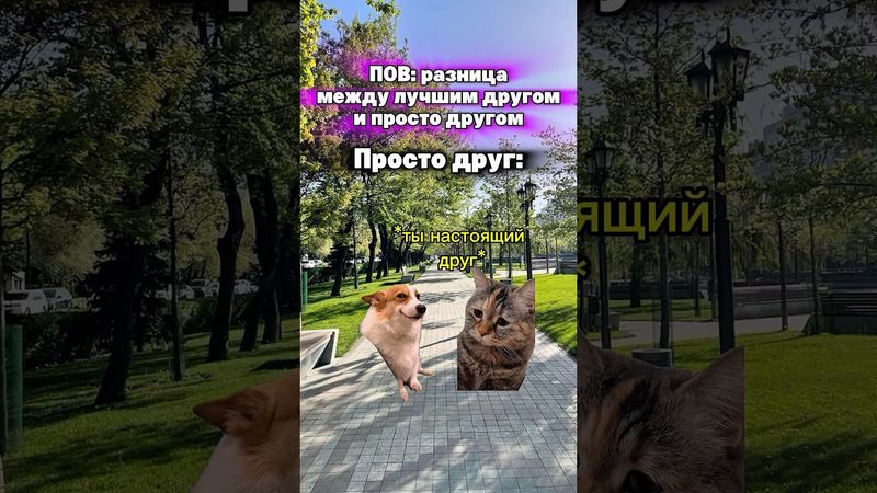 Hidup?🤣 #anakkucing #meme #hidup #celanapendek