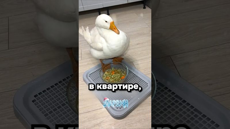 Вы знаете кому это скинуть)