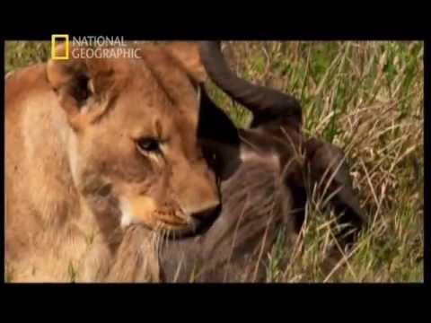 Пример записи: National Geographic Channel Russia-20101106-163301.mpg [интерактивное тв ростелеком]