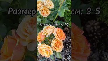 Роза Мандарин (Mandarin): описание и характеристики сорта #роза #цветы #сад #rose #garden #flowers