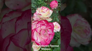 Роза Юбилей Принца Монако/ rose Jubile du Prince de Monaco #розарий #садоводство #roses