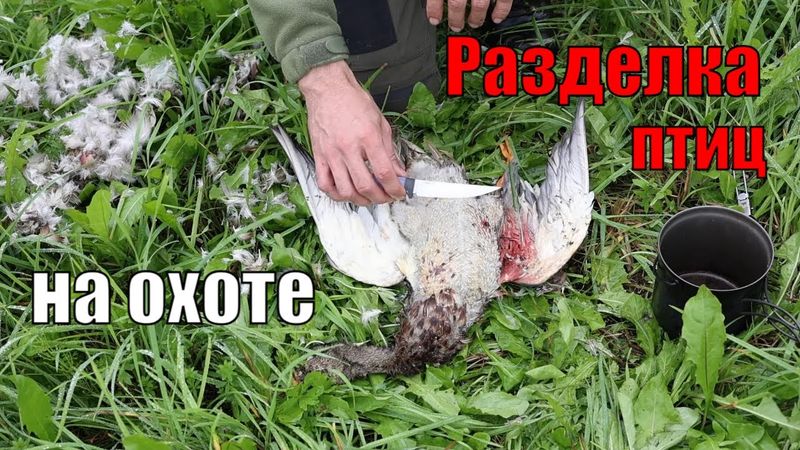 Как разделывать и готовить птиц на охоте