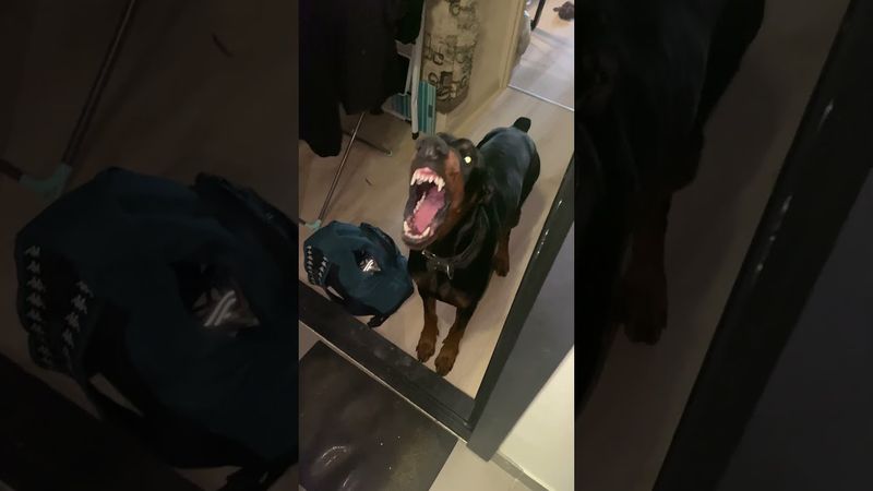 К нам никогда не приходят гости…