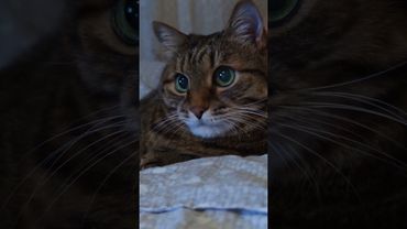 Забавно 🙀🙄😉🤣 #cat #кот #юмор #котушка #цитаты #приколы #смех