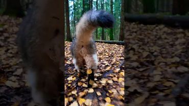 Злющий хвост.🐯 Кот Плюх.