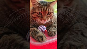 Как клубок 🧶🙀😉🤣 #cat #кот #юмор #котушка #приколы #цитаты