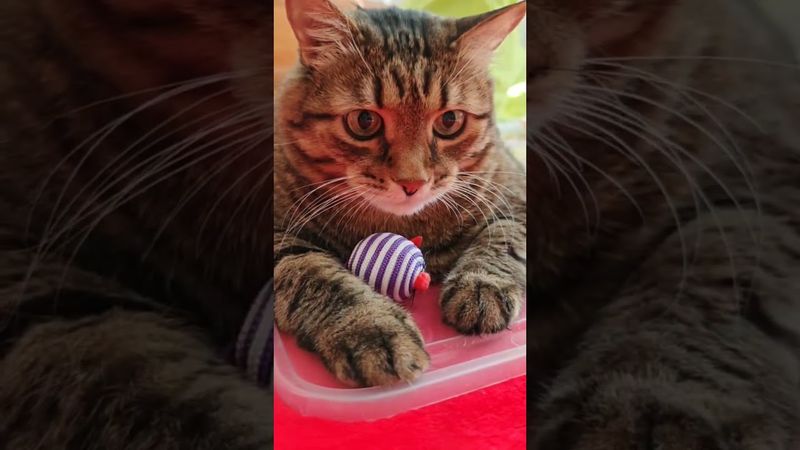 Как клубок 🧶🙀😉🤣 #cat #кот #юмор #котушка #приколы #цитаты