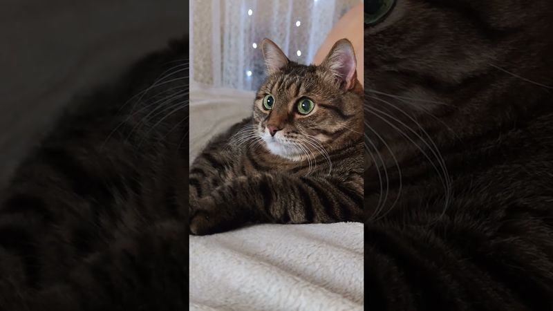 Не каждому 🙀🤔😉😮 #cat #кот #юмор #котушка #приколы #цитаты