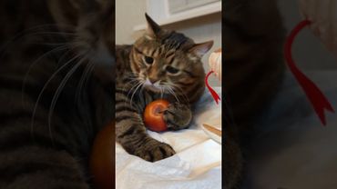 Я-Я яблоки 🍎🙀😃🤣 #cat #кот #юмор #котушка #приколы #музыка #веселыекоты