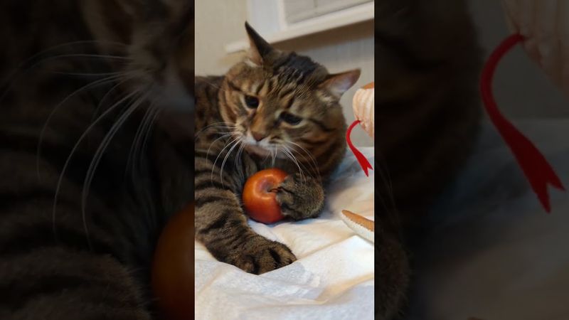 Я-Я яблоки 🍎🙀😃🤣 #cat #кот #юмор #котушка #приколы #музыка #веселыекоты