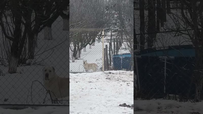 Подпишитесь добрые люди пожалуйста обнял 🫂 всех спасибо хорошей жизни вам ❤️🙌 #животны