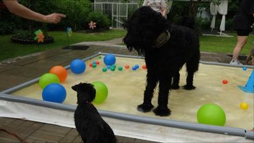 ДТ - 377. Группа "бороды" в акватории с участием РЧТ Лейфа.