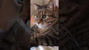 Закономерность ☝️🤔🙀🤣 #cat #кот #юмор #котушка #приколы #цитаты #пародия