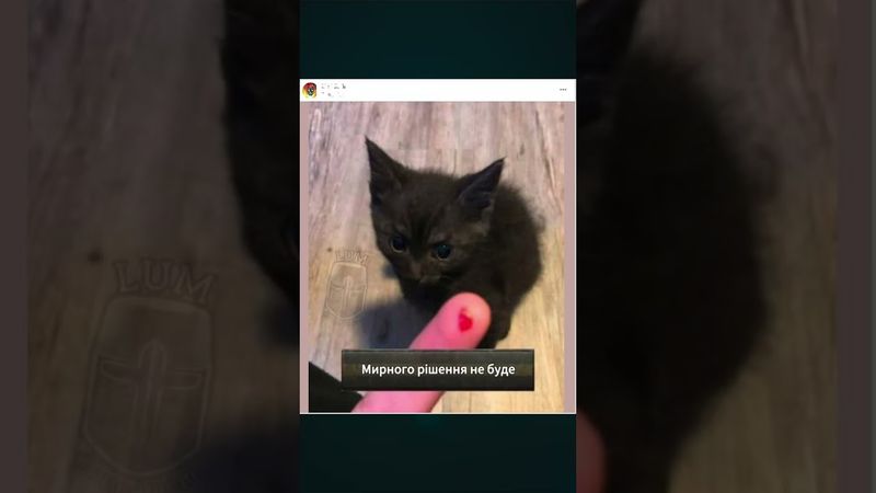 Переговори Трампа і Зеленського: реакція соцмереж #shorts #трамп #зеленський #гумор