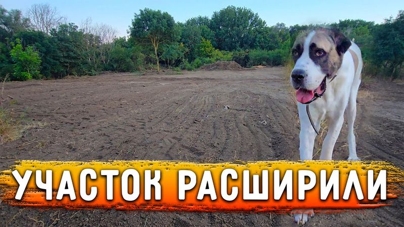 Участок стал больше, глазам не верю, оказалось там много работы. Драка собак. Груминг Персика.