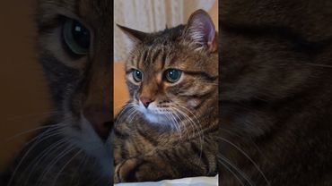 Брак заводской 🙀🤔🤗🤣 #cat #кот #котушка #юмор #шутки #цитаты #приколы