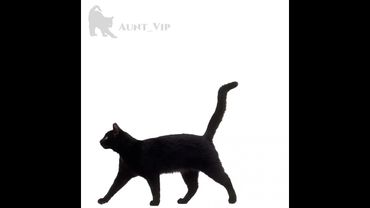 Идея:@Микелла_кэт52 🐾 #рекомендации #котики #коты #кот #кошка #актив #cat #cats #rek #рек