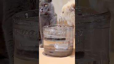 Fonte de água para gatos COM SENSOR: conheça as vantagens deste BEBEDOURO AUTOMÁTICO