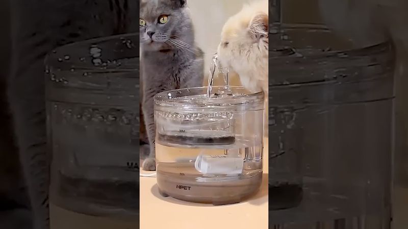 Fonte de água para gatos COM SENSOR: conheça as vantagens deste BEBEDOURO AUTOMÁTICO