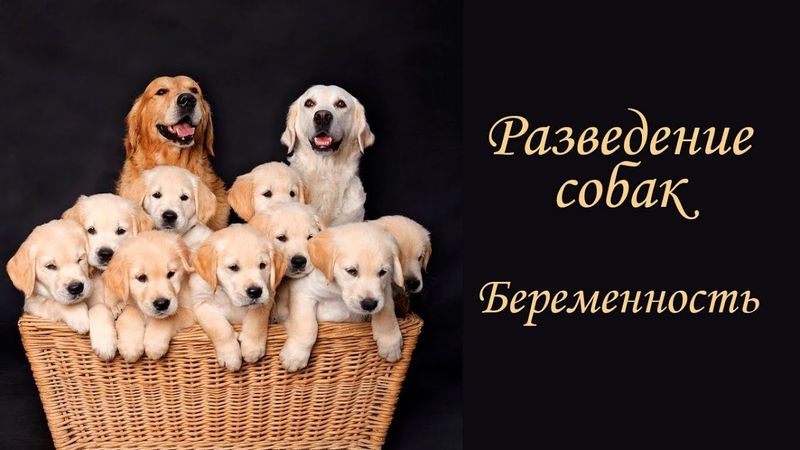 Разведение собак. Беременность.