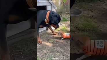 The Chihuahua Was Barking Nonstop — Until the Mud Drop 🐶😤➡️🐕‍🦺💩💦🤣